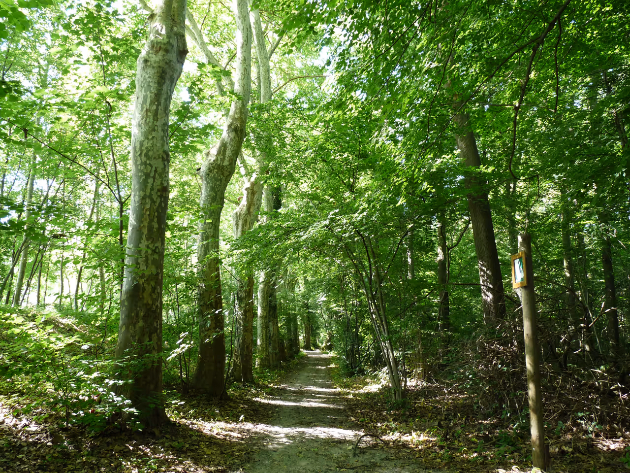 Robertsau forest path, Strasbourg