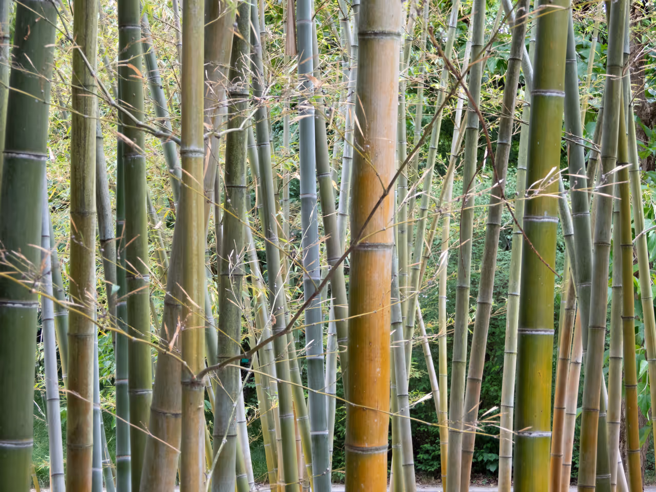 University botanical garden in Strasbourg