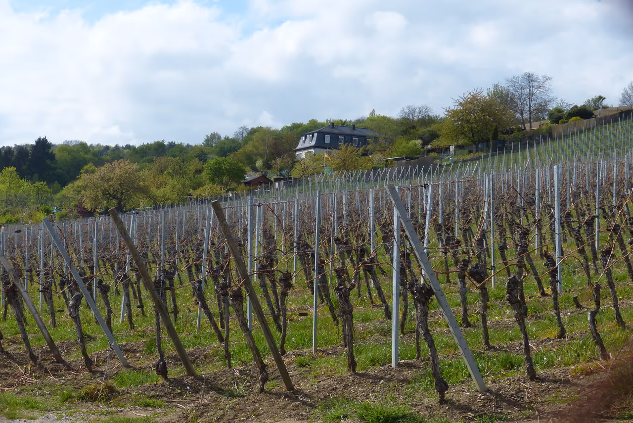 Vineyard hiking in Würzburg