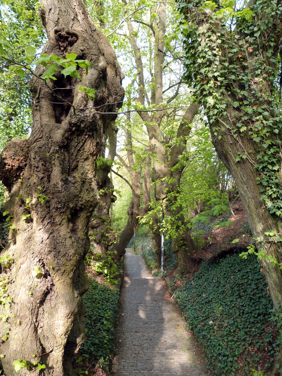 Natural monument "Lindenallee"