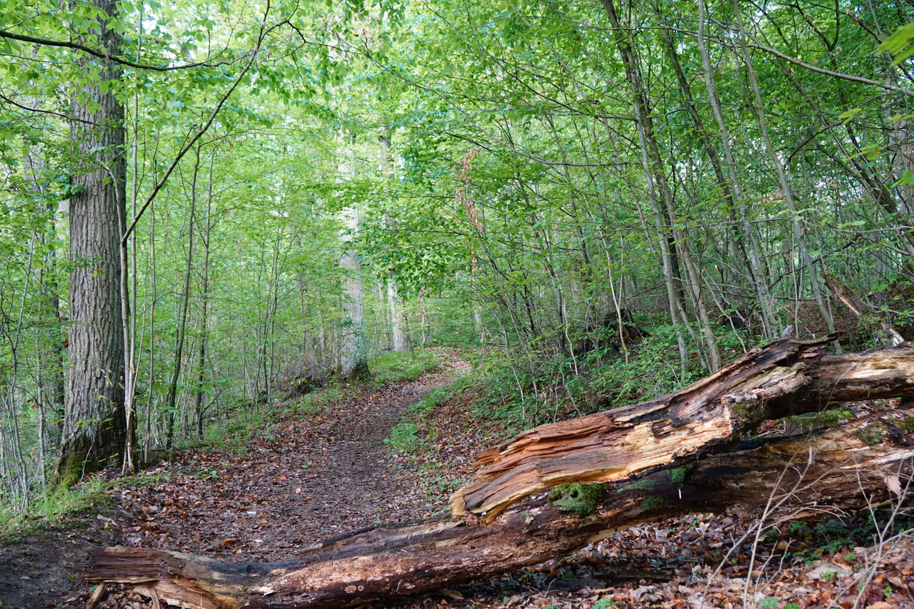 Forest trail cycling in Würzburg