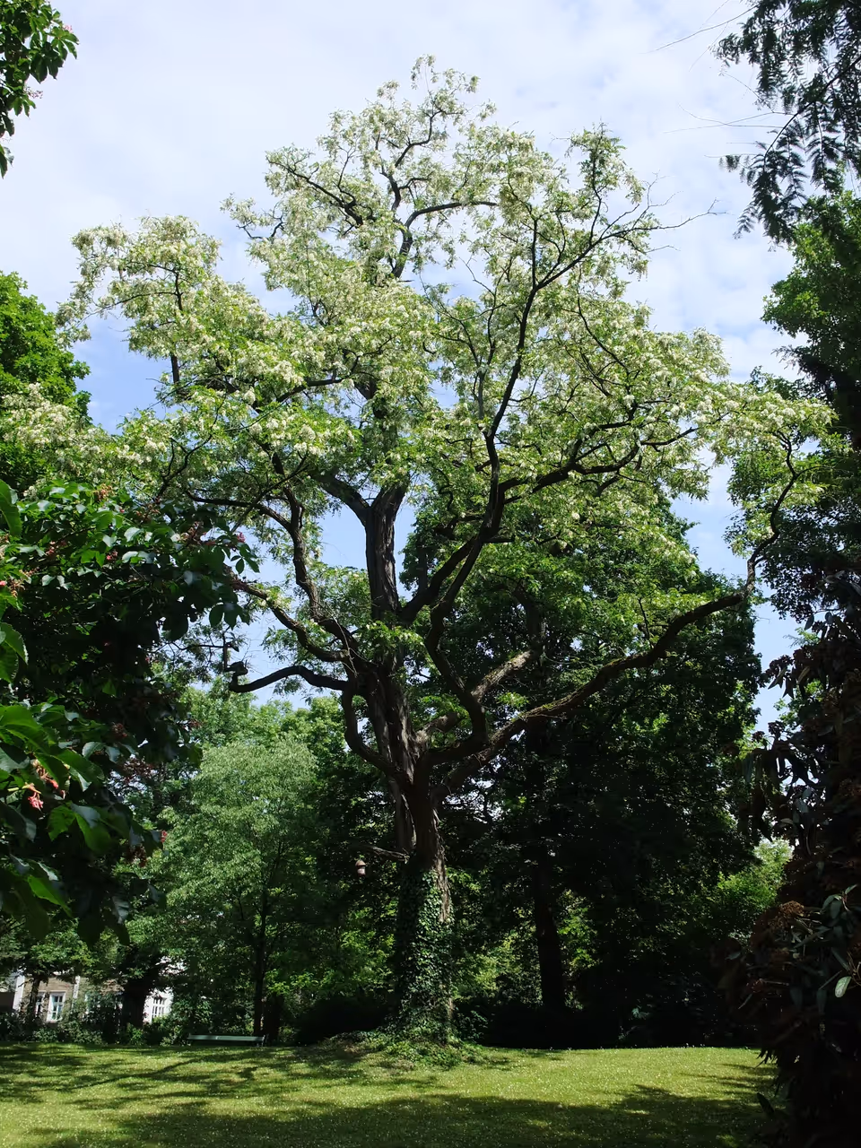 A tree in the Ringpark in Würzburg
