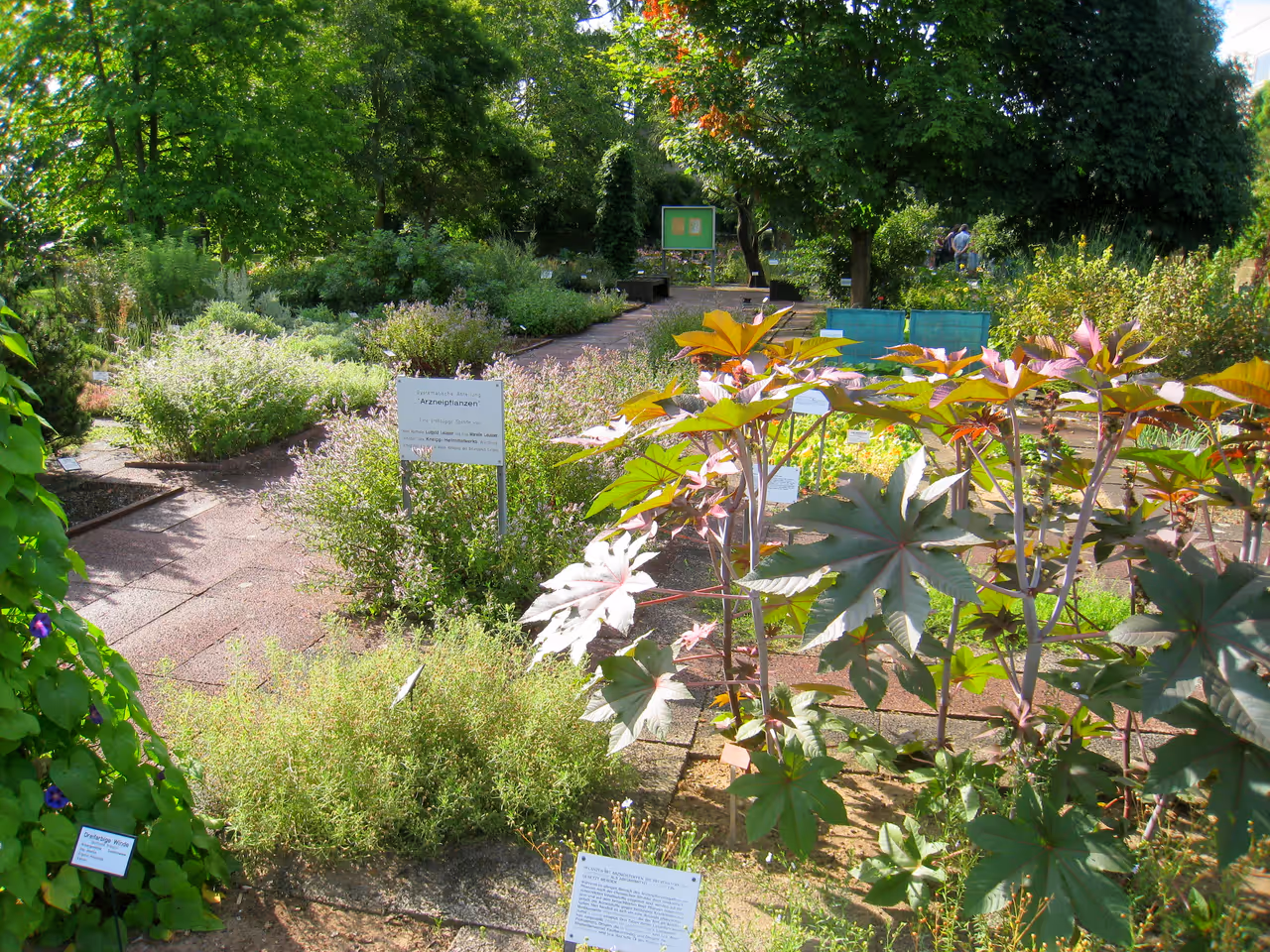 Flowers at the University botanical garden in Würzburg