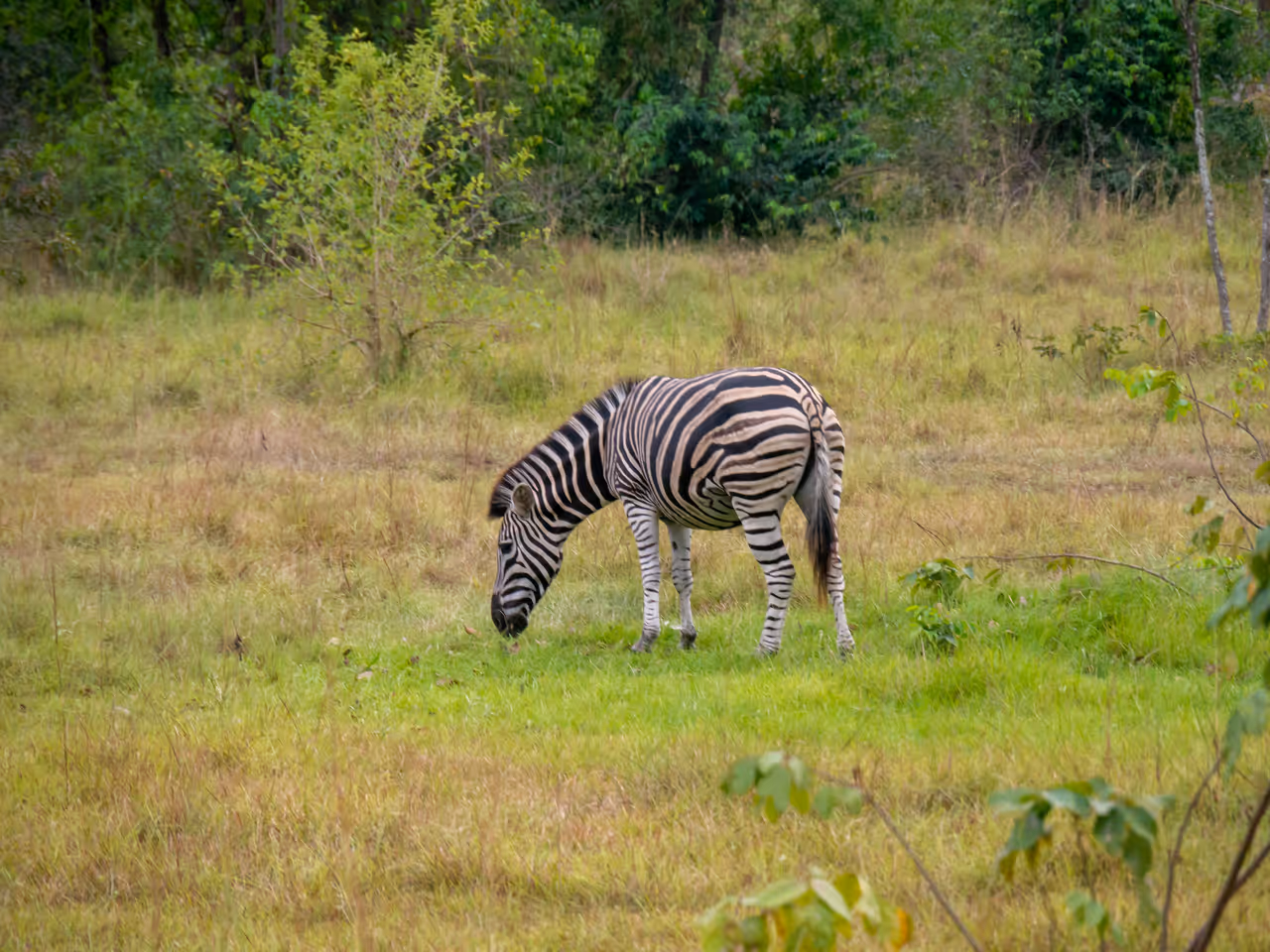 Wildlife viewing in Accra