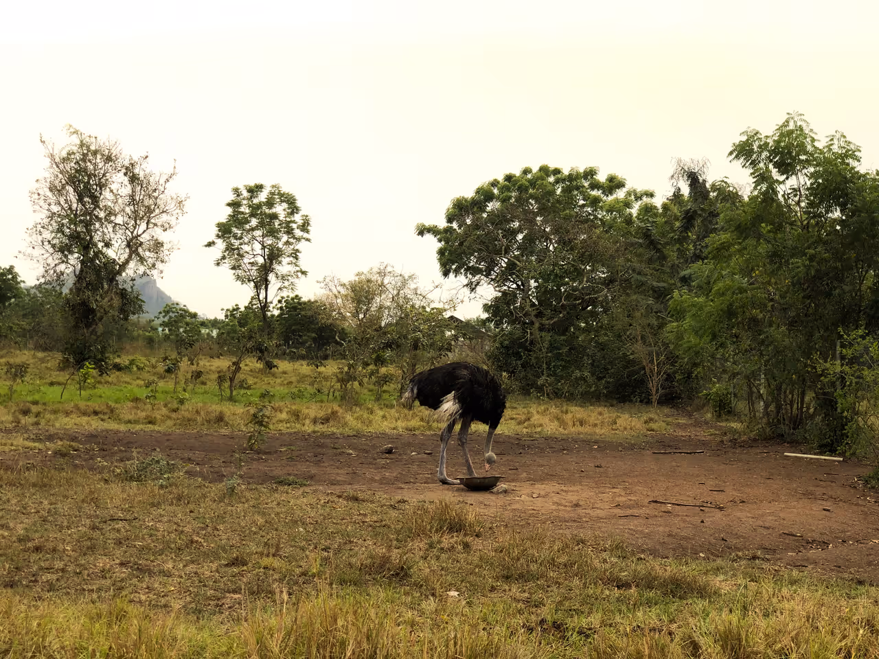 Wildlife viewing in Accra