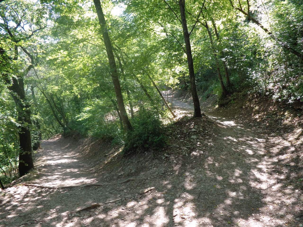 Forest of saint francis in Assisi