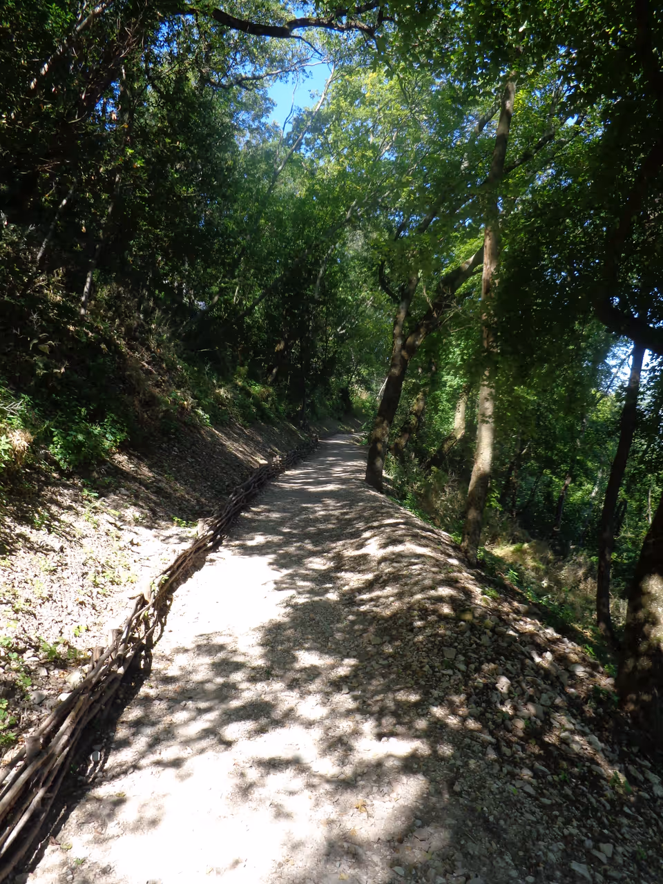 Forest of saint francis in Assisi