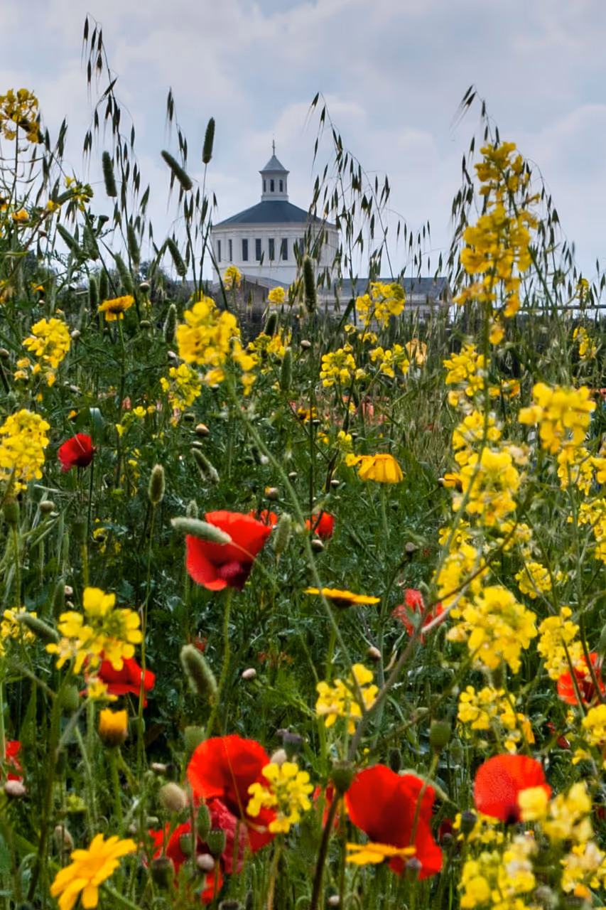 Spring highlight in Bari