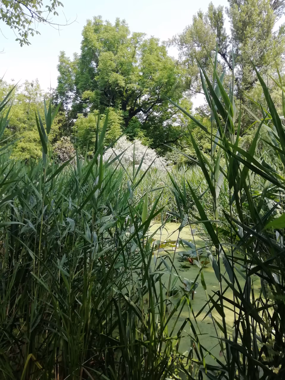 Orto botanico di in Bologna