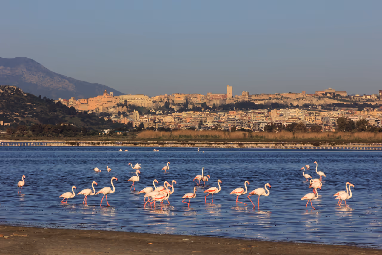 View of the city of Cagliari, with pink flamingos in the foreground