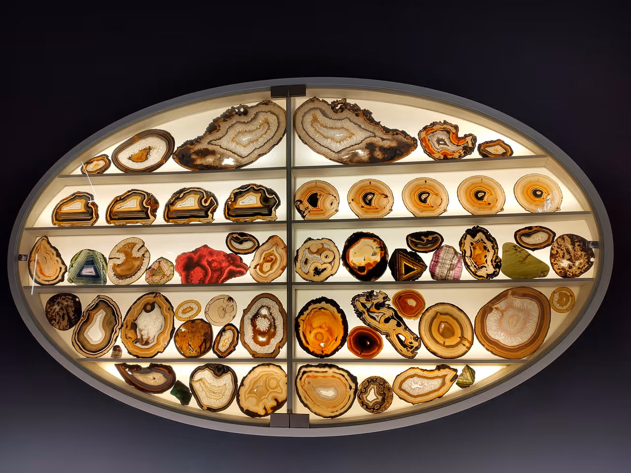 The observatory zoological museum in Florence