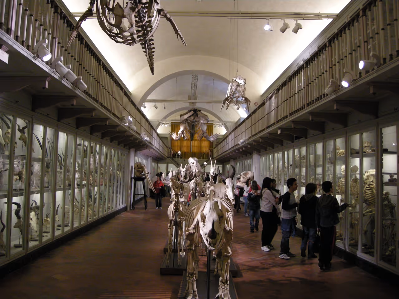 The observatory zoological museum in Florence