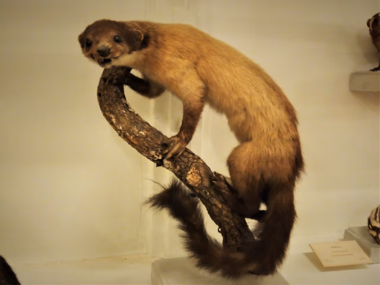 The observatory zoological museum in Florence