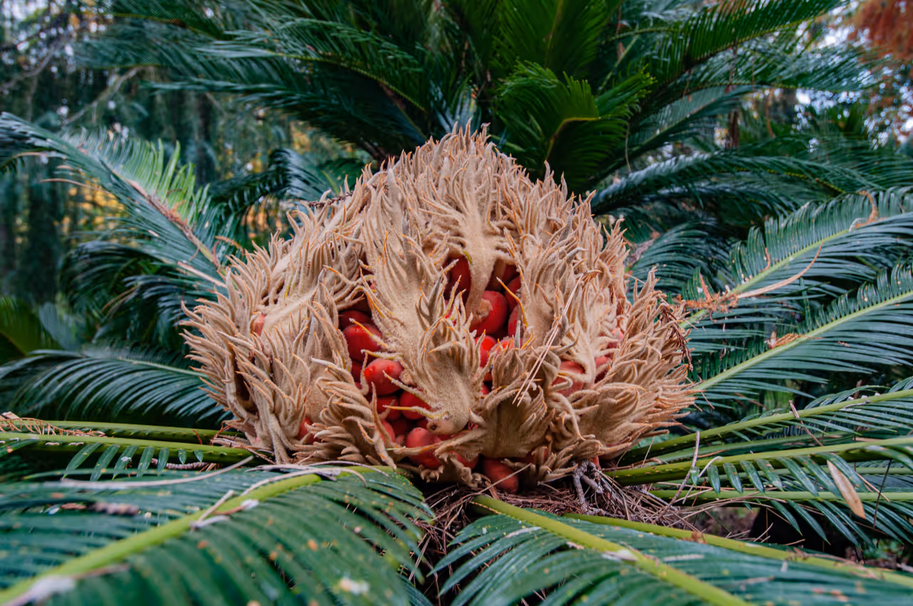 Botanical garden of in Florence