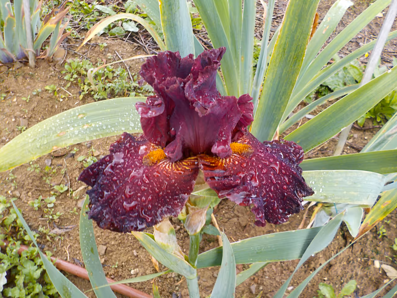 Iris garden in Florence