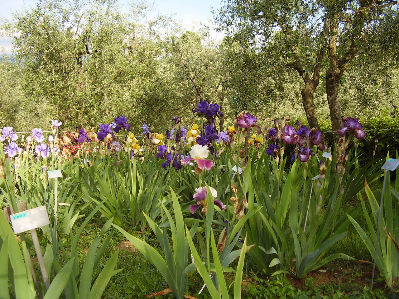 Iris garden in Florence