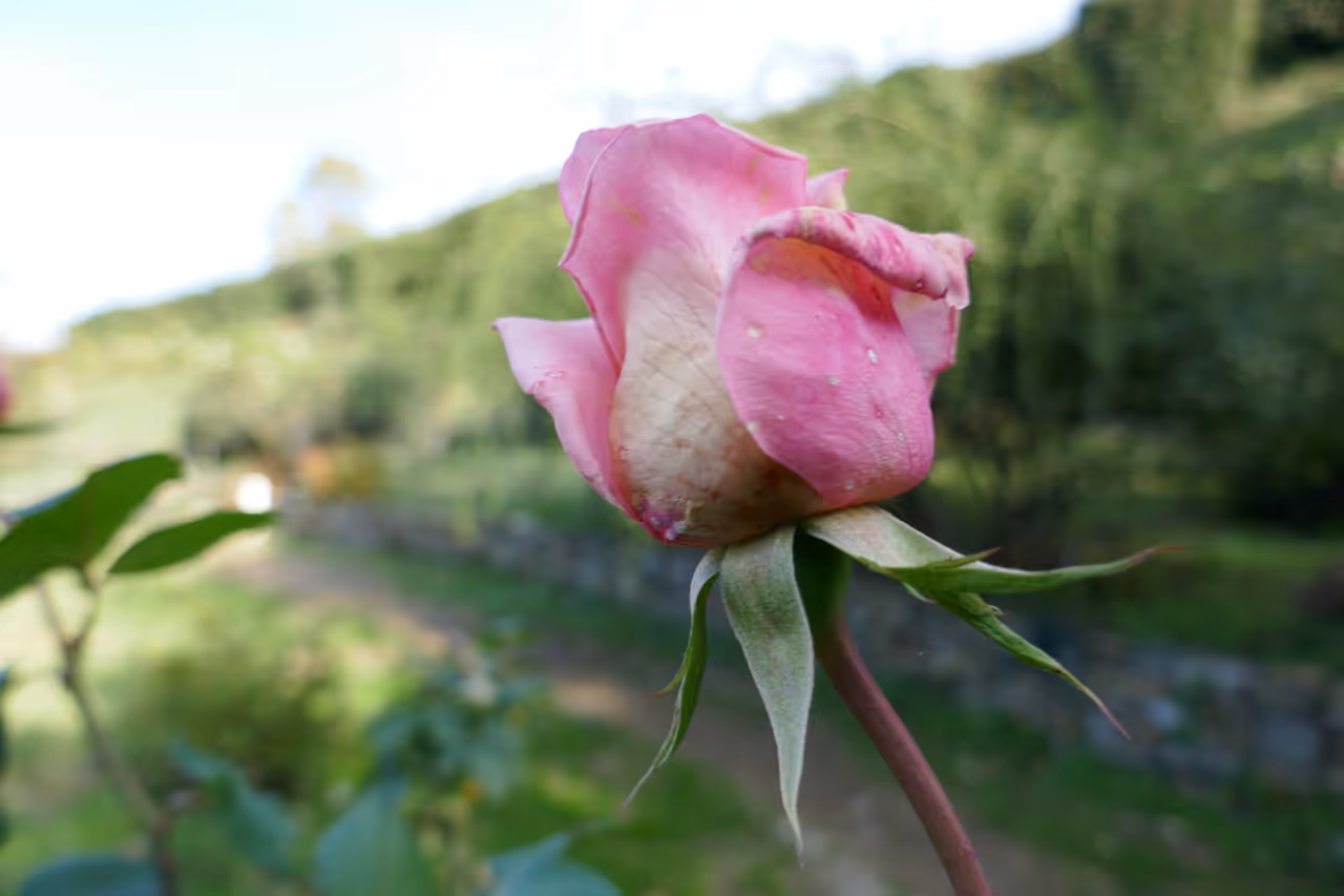 Rose garden in Florence