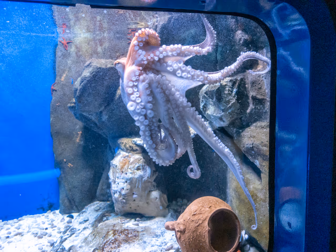 Squid in the aquarium of in Genoa