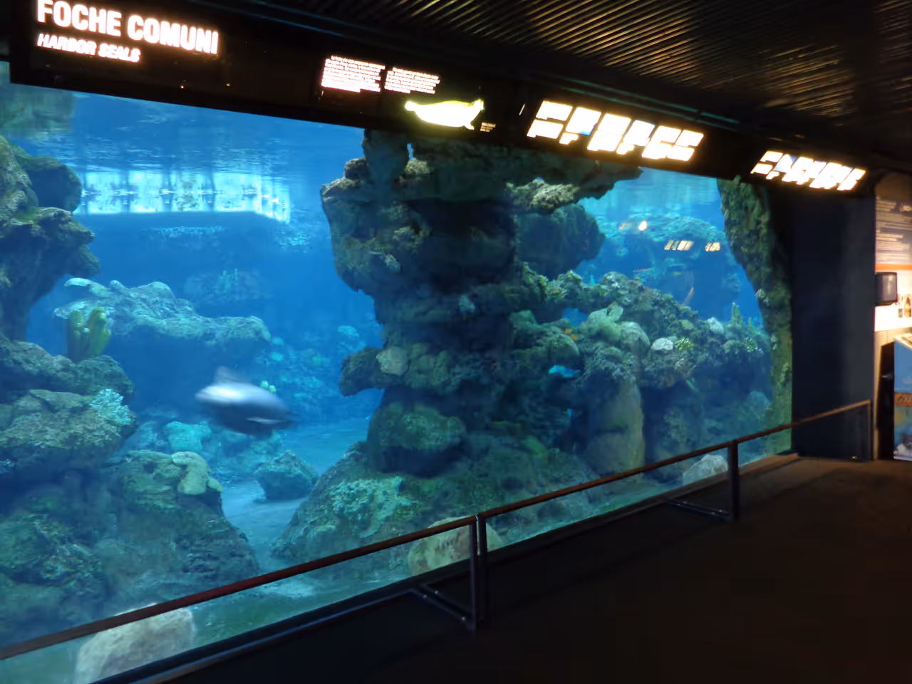 Water tank in the aquarium of in Genoa