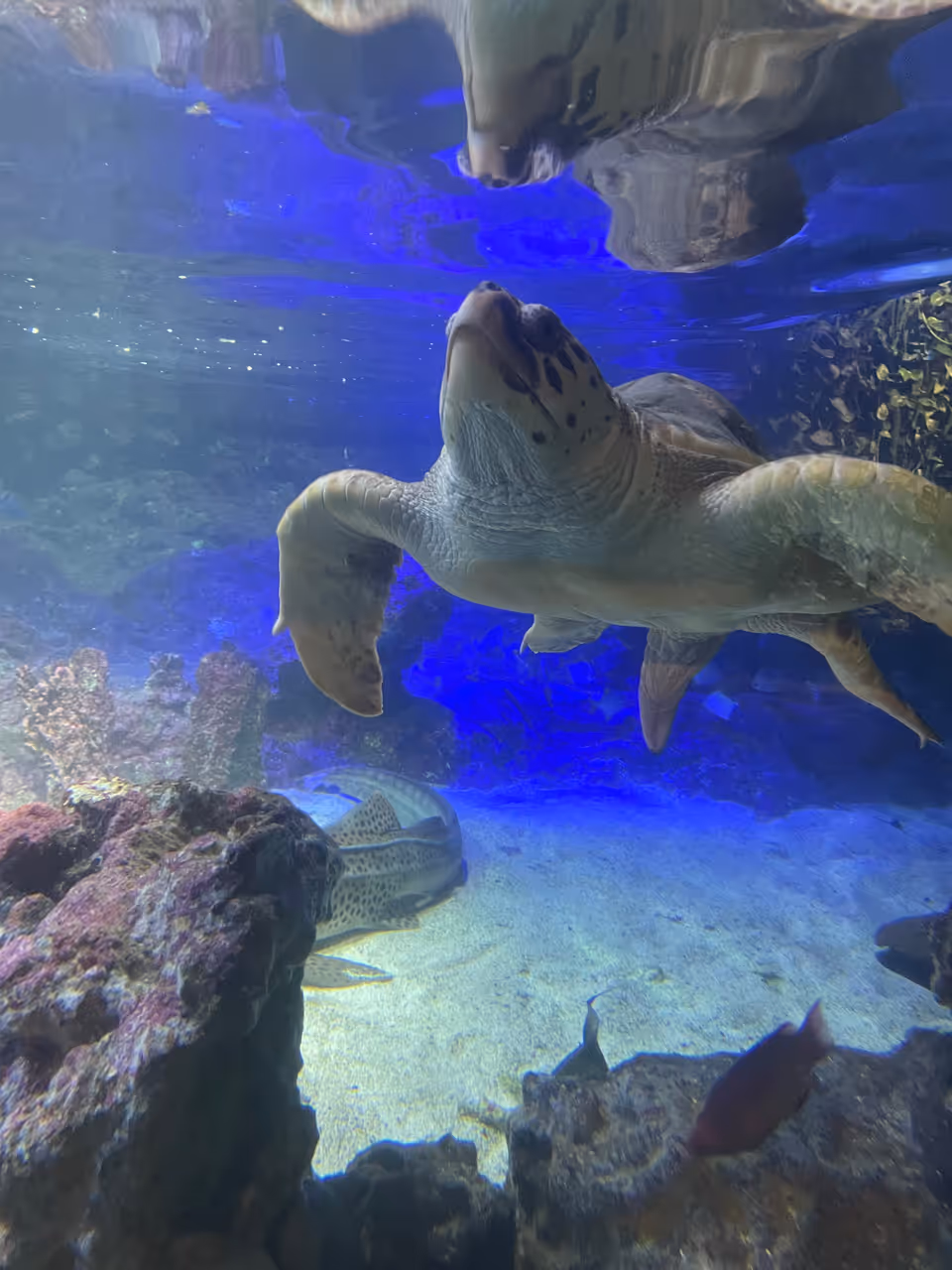 Turtle in the aquarium of in Genoa