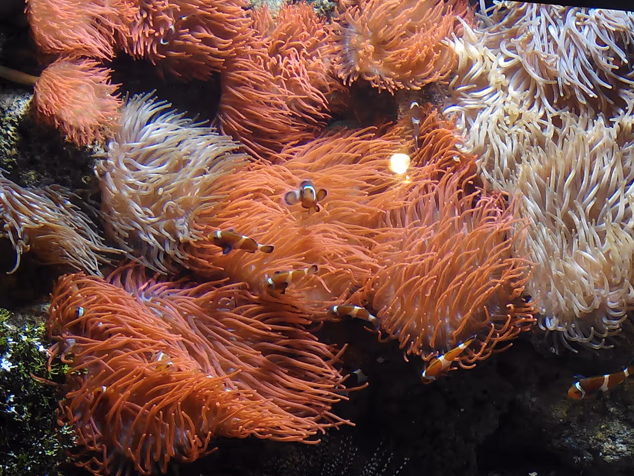 Clownfish in the aquarium of in Genoa