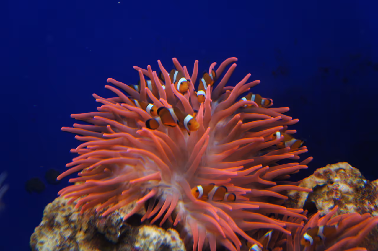 Orange clownfish in the aquarium of Genoa