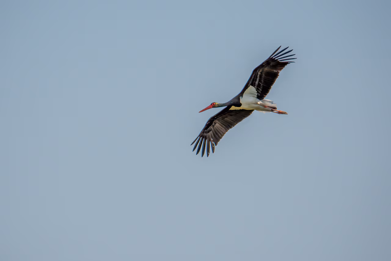 Birdwatching in Matera