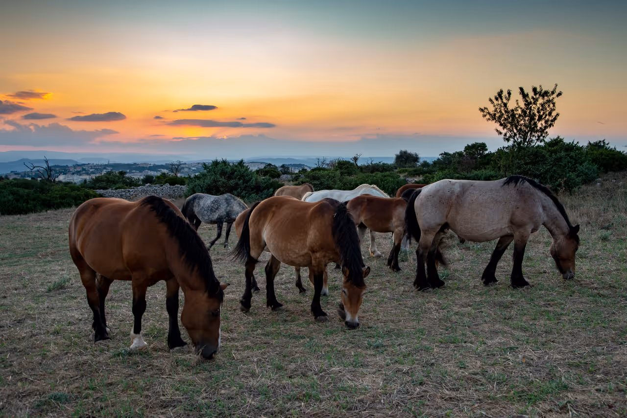 Matera horses in the wild