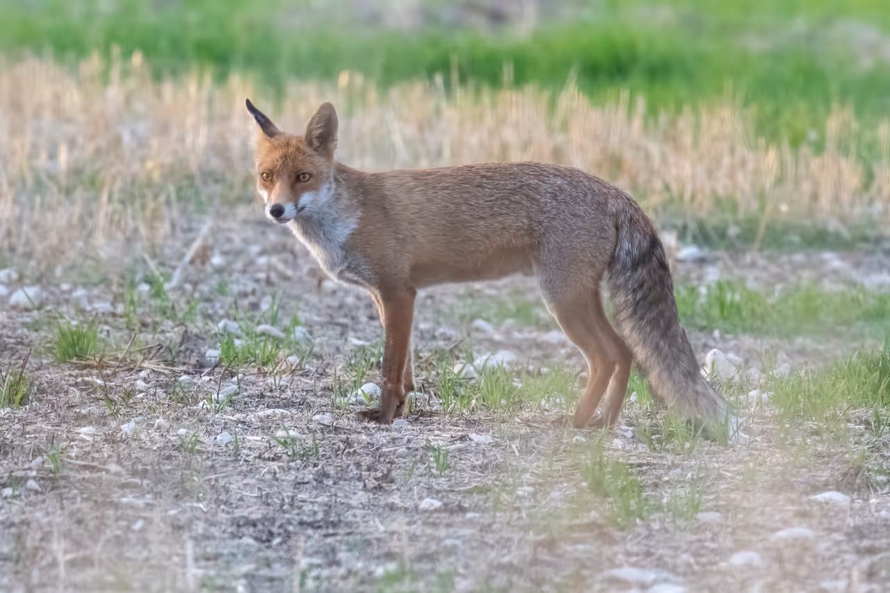 Fox in Murgia na park in Matera
