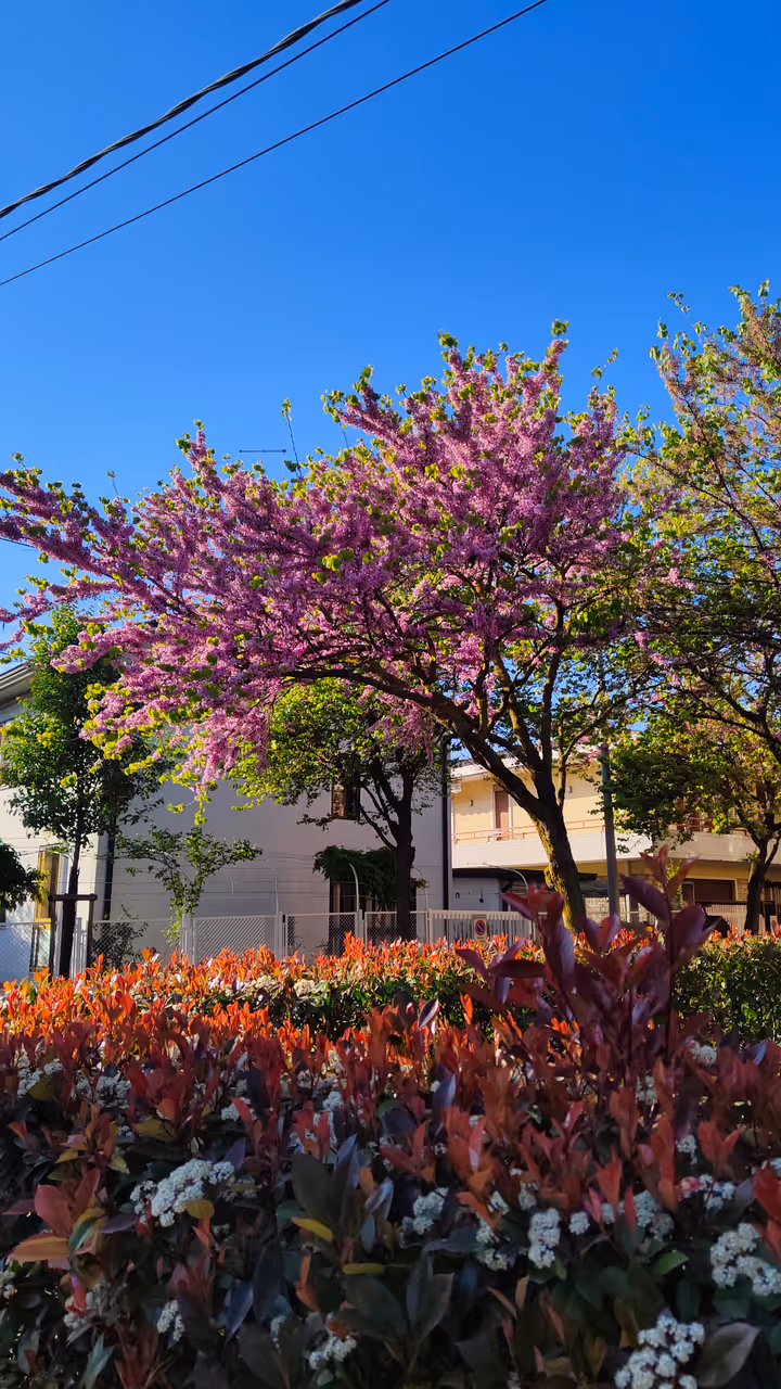 Spring highlight in Padua