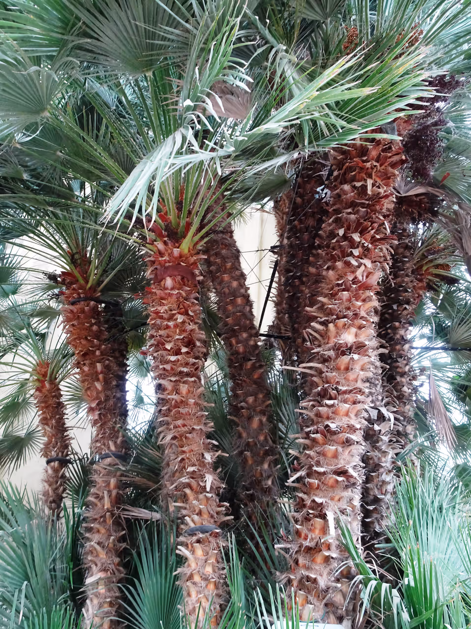 Botanical garden of in Padua