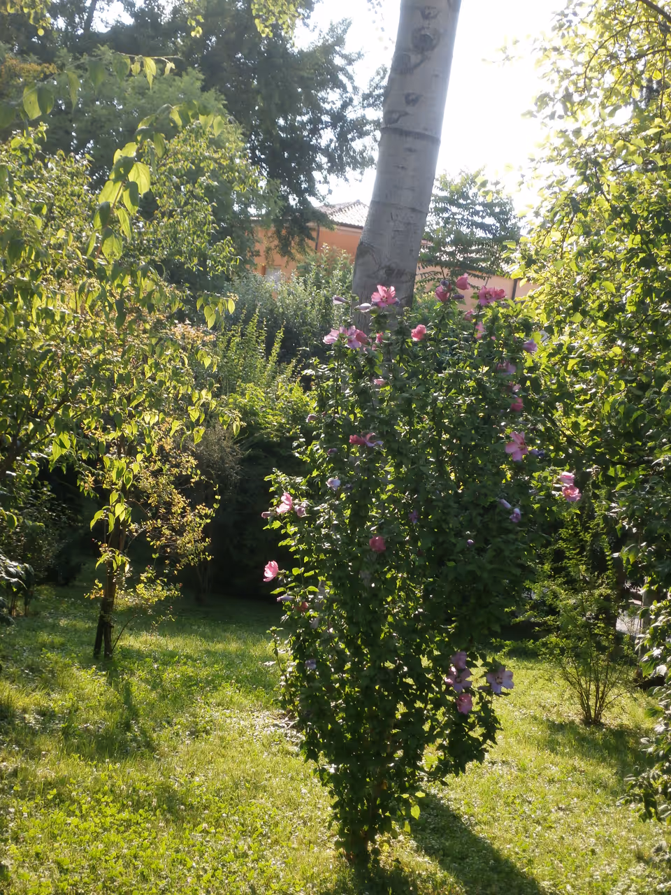 Botanical garden of in Padua