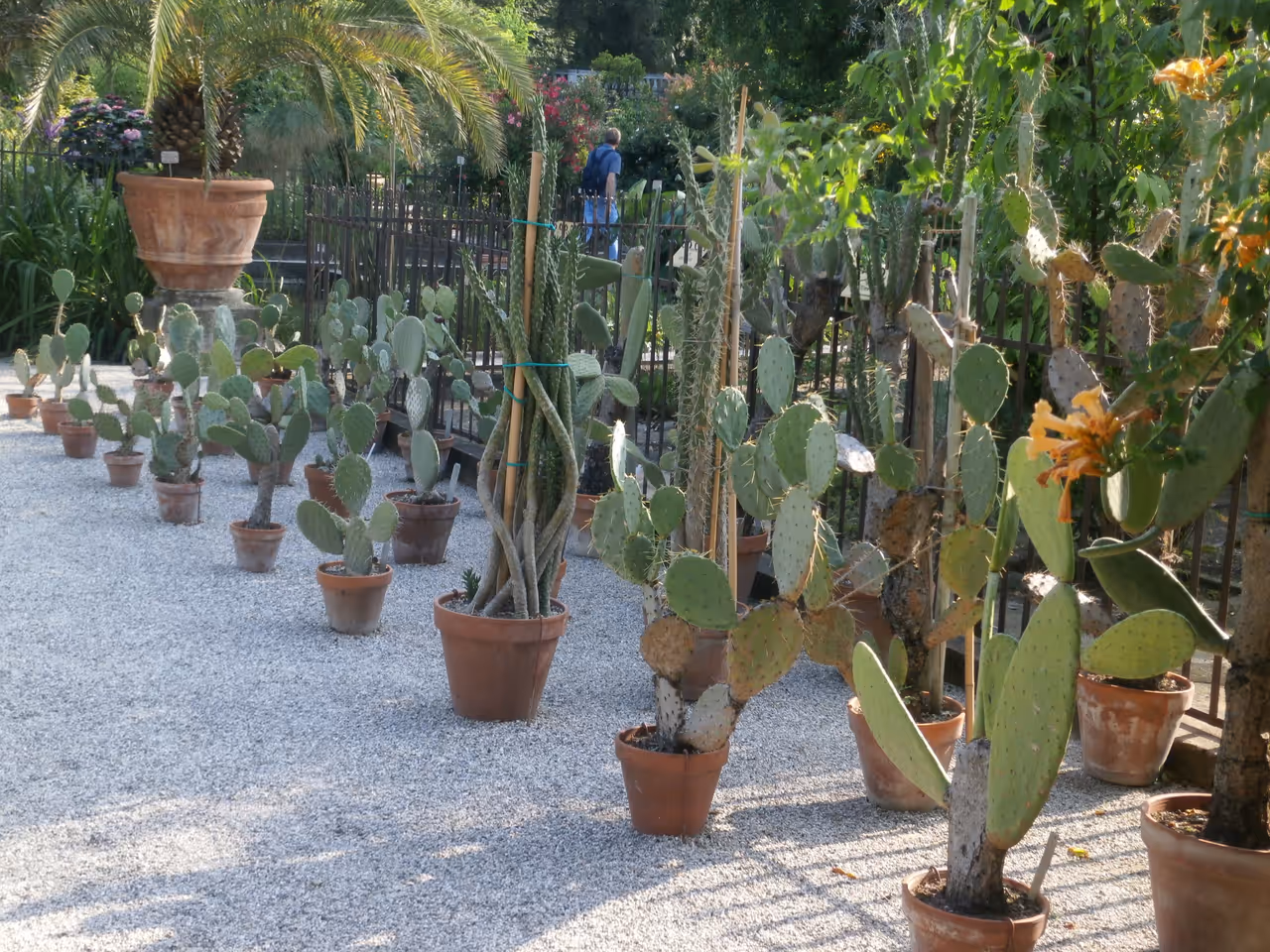 Botanical garden of in Padua