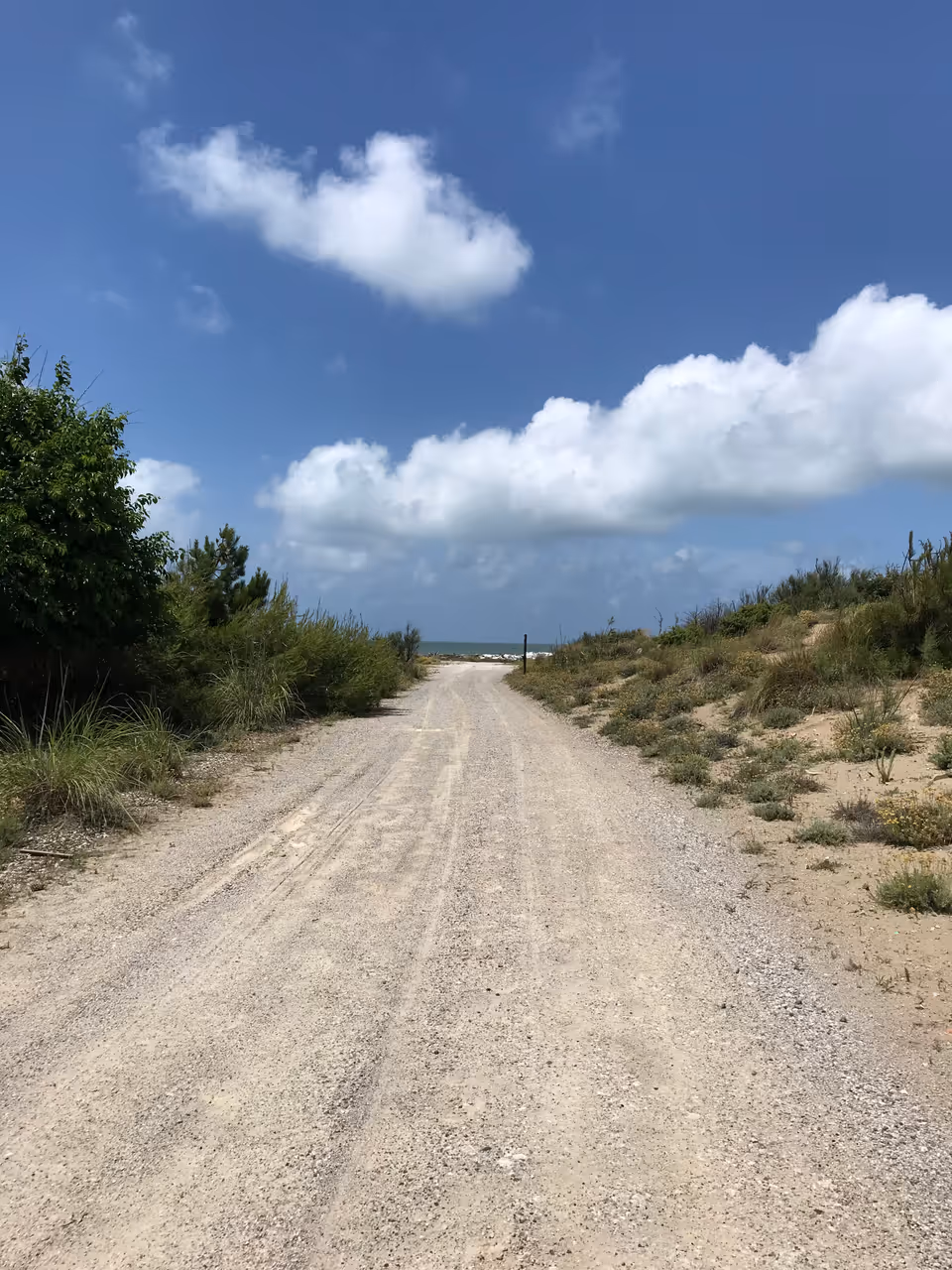 Migliarino, san rossore, massaciuccoli natural park in Pisa
