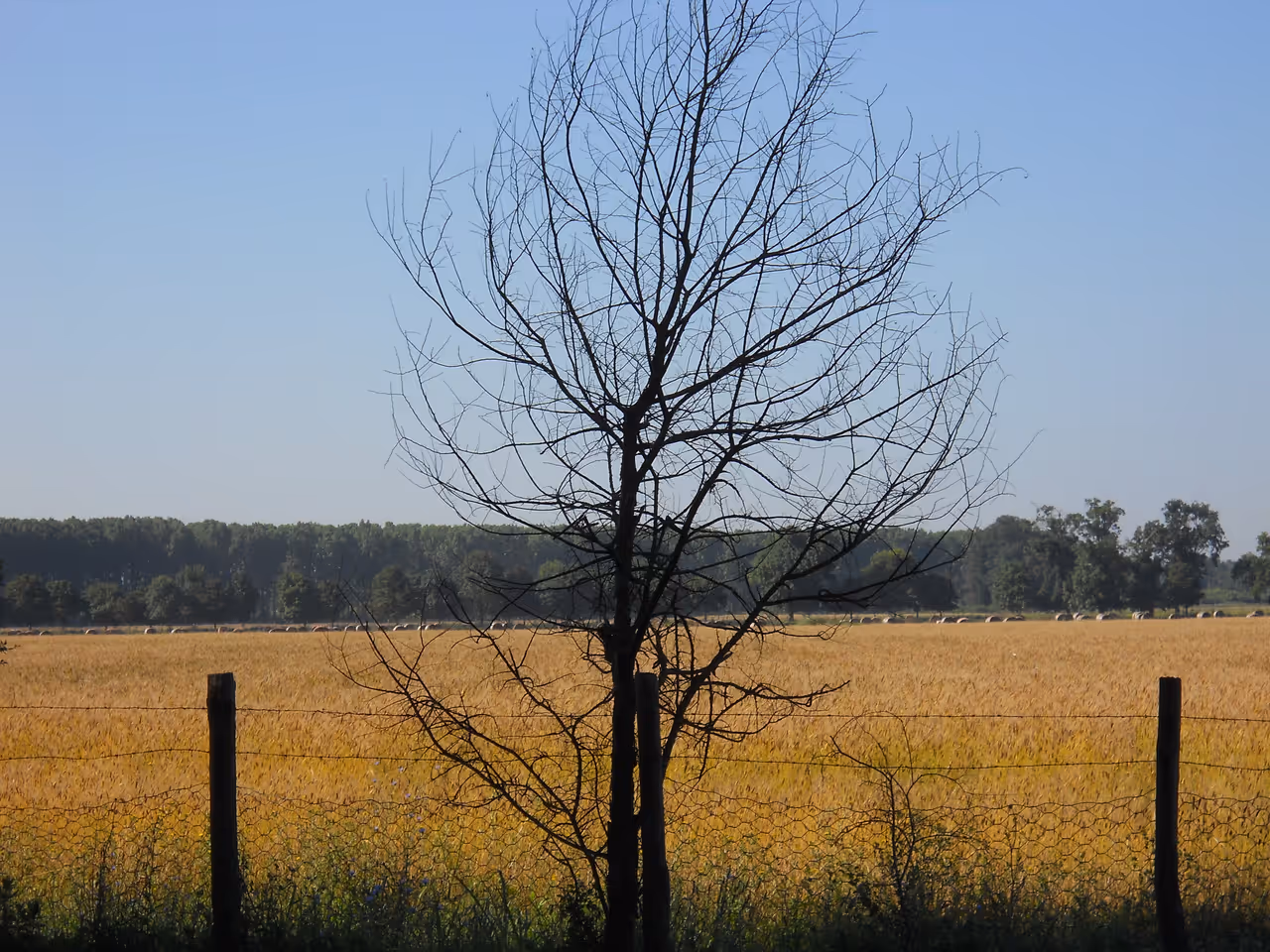 Migliarino, san rossore, massaciuccoli natural park in Pisa