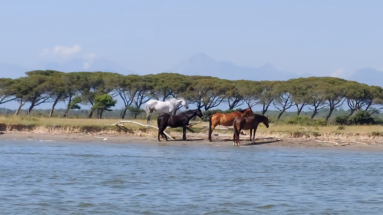Migliarino, san rossore, massaciuccoli natural park in Pisa