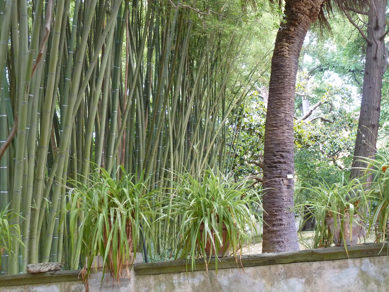 Botanical garden and museum in Pisa