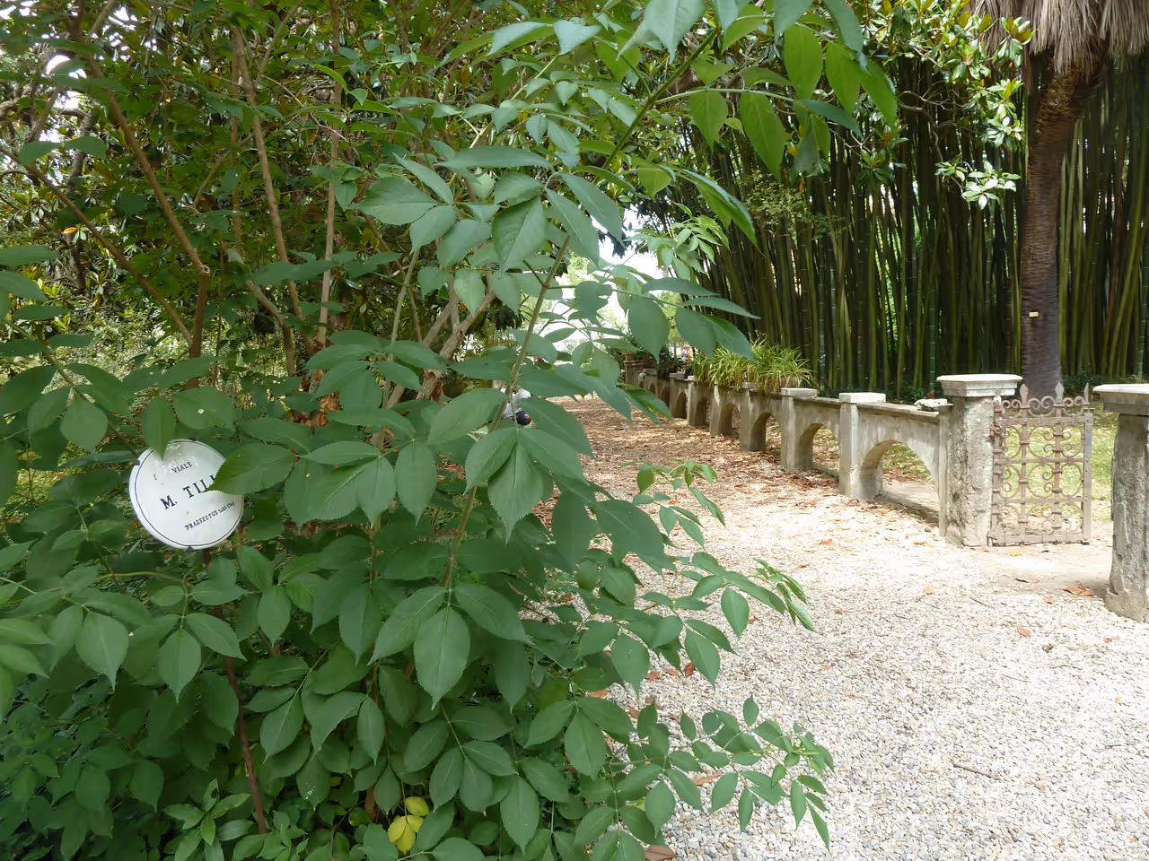 Botanical garden and museum in Pisa