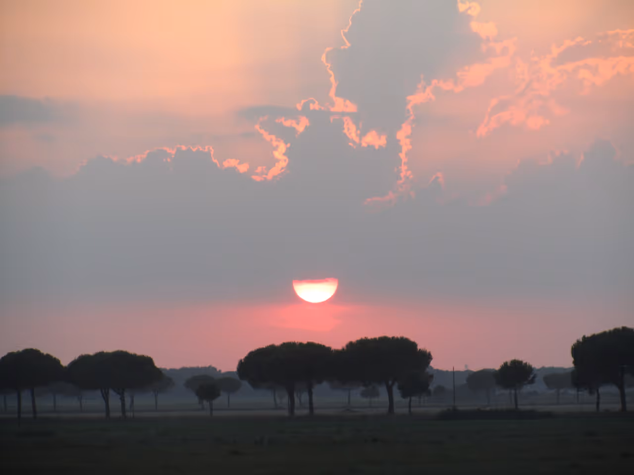 The classe pine forest in Ravenna