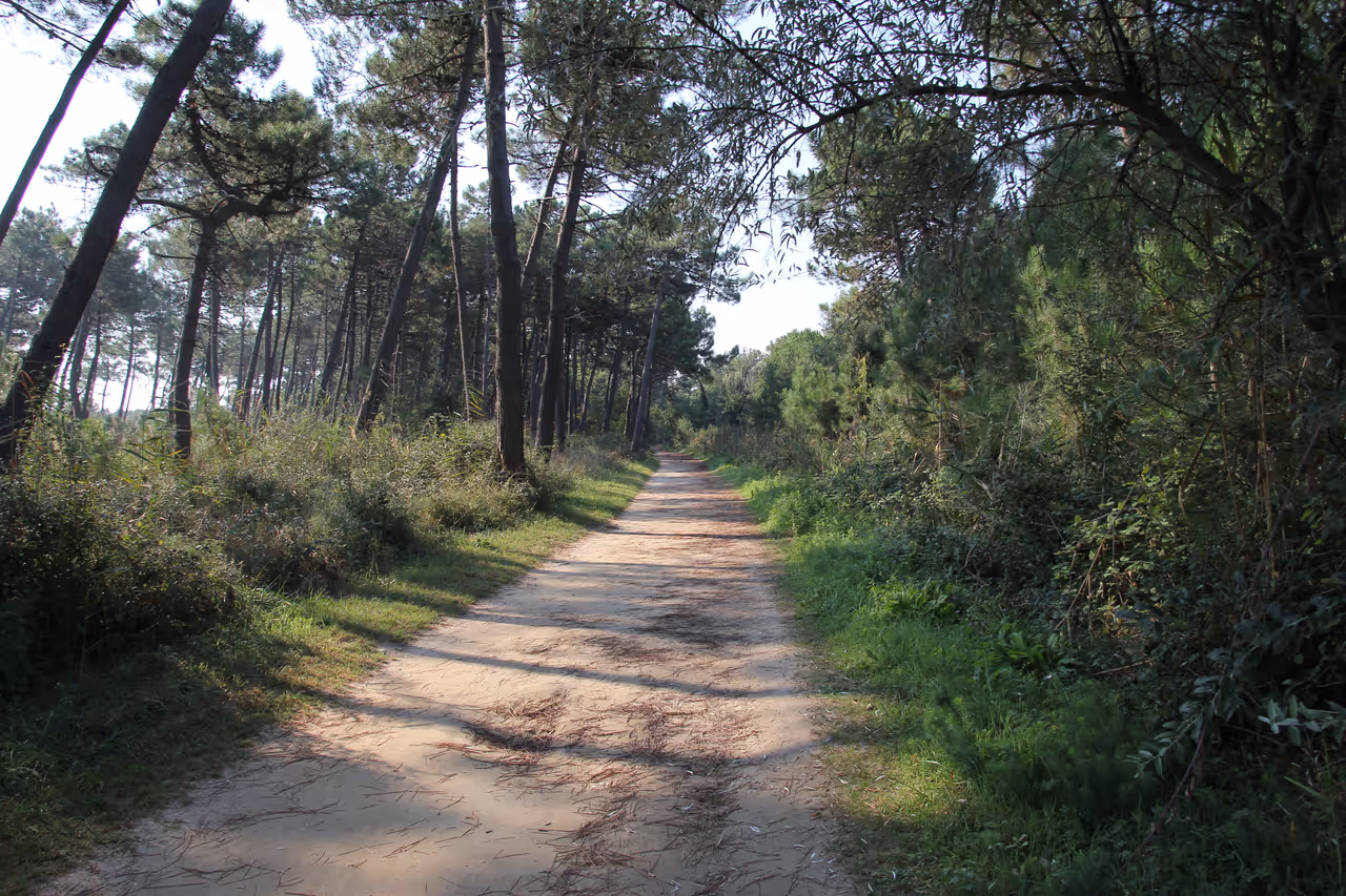 The classe pine forest in Ravenna