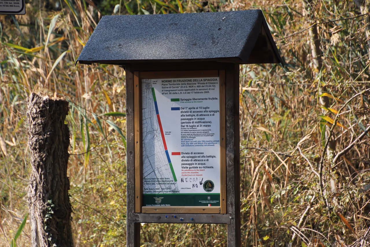 The classe pine forest in Ravenna