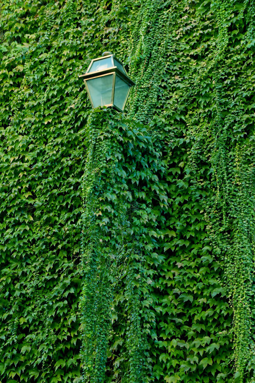 Wandering trastevere free activity in Rome