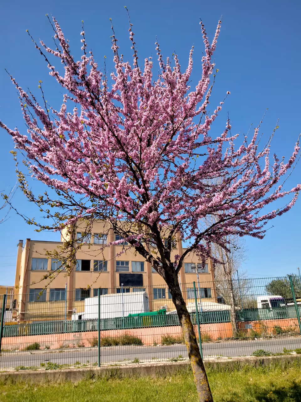 Spring highlight in Rome
