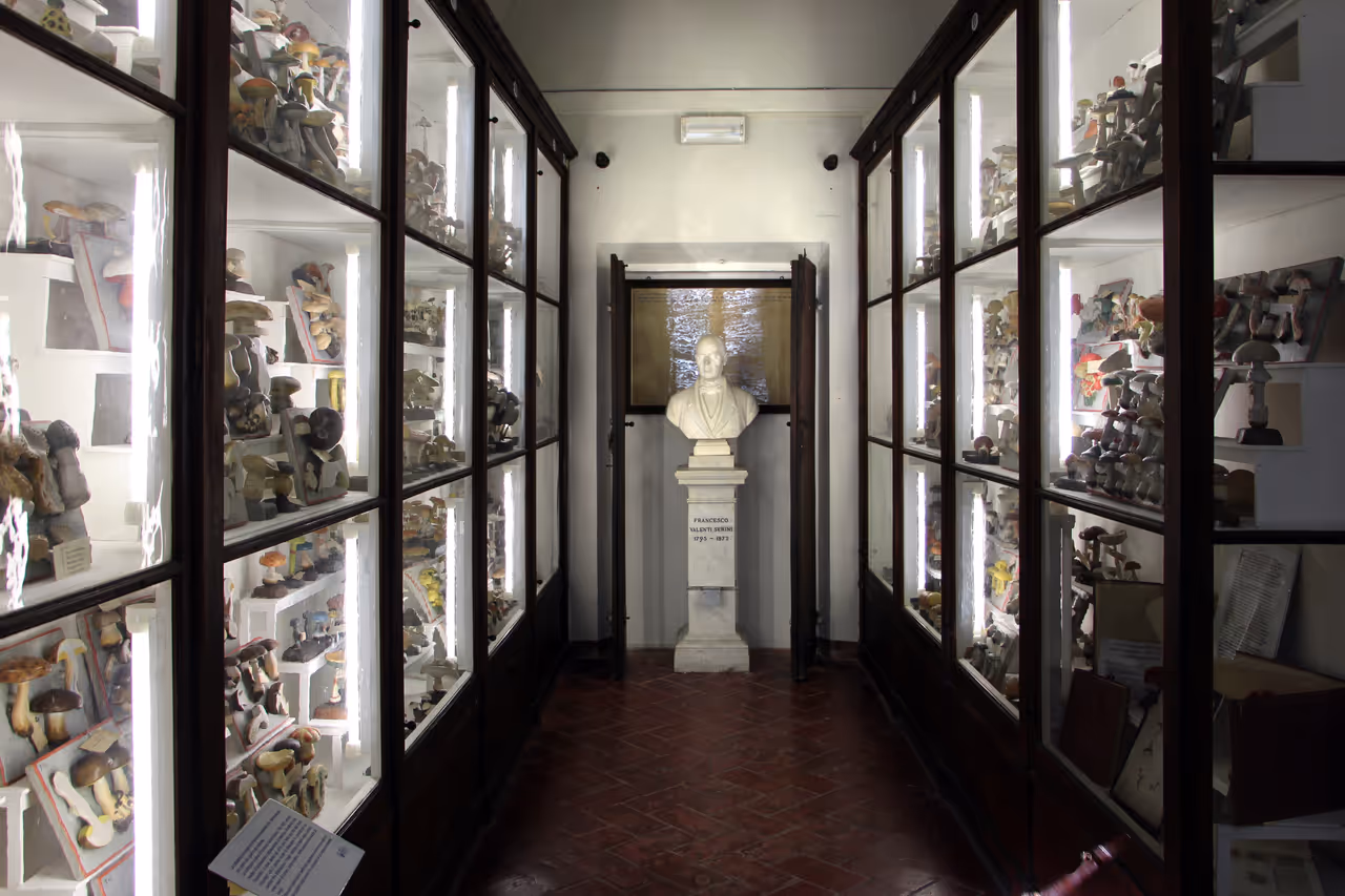 Academy of physiocritics natural history museum in Siena