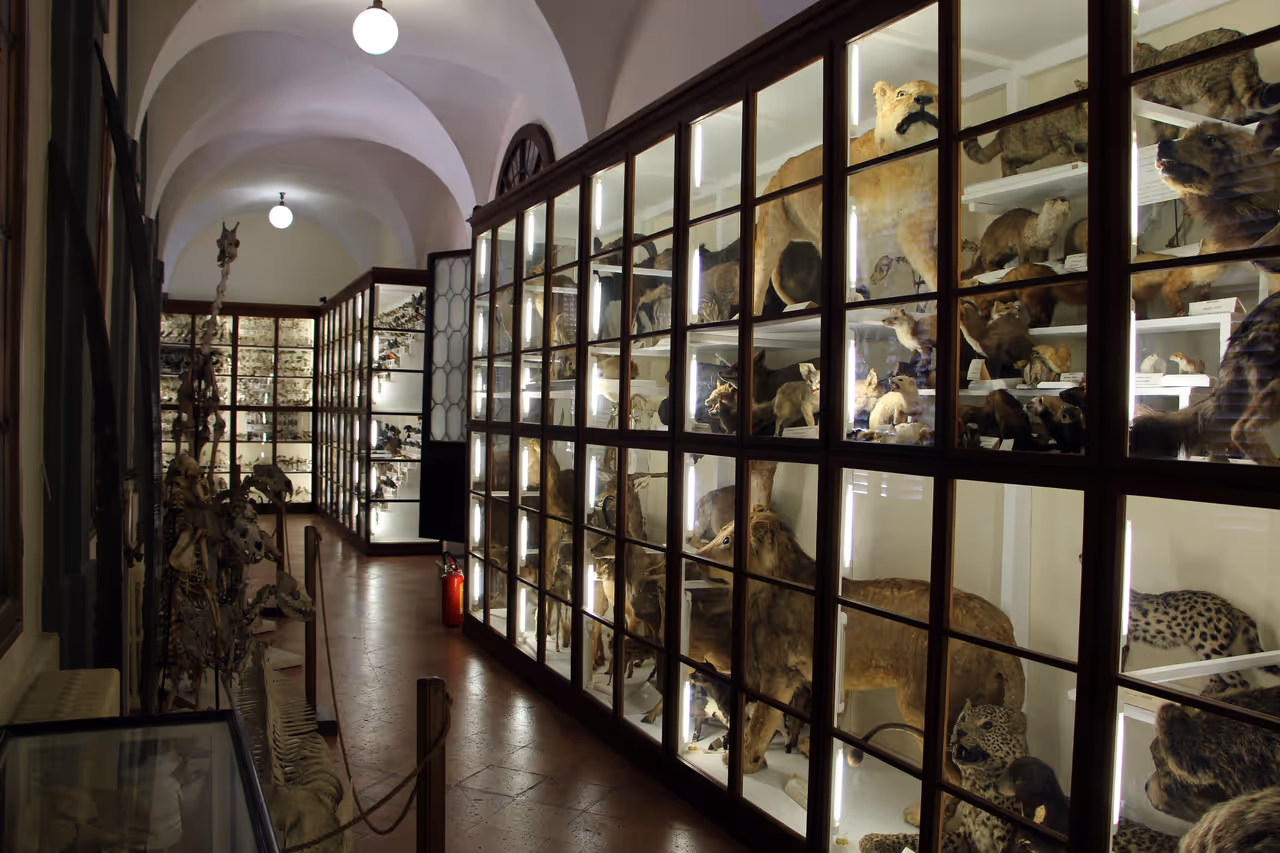 Academy of physiocritics natural history museum in Siena