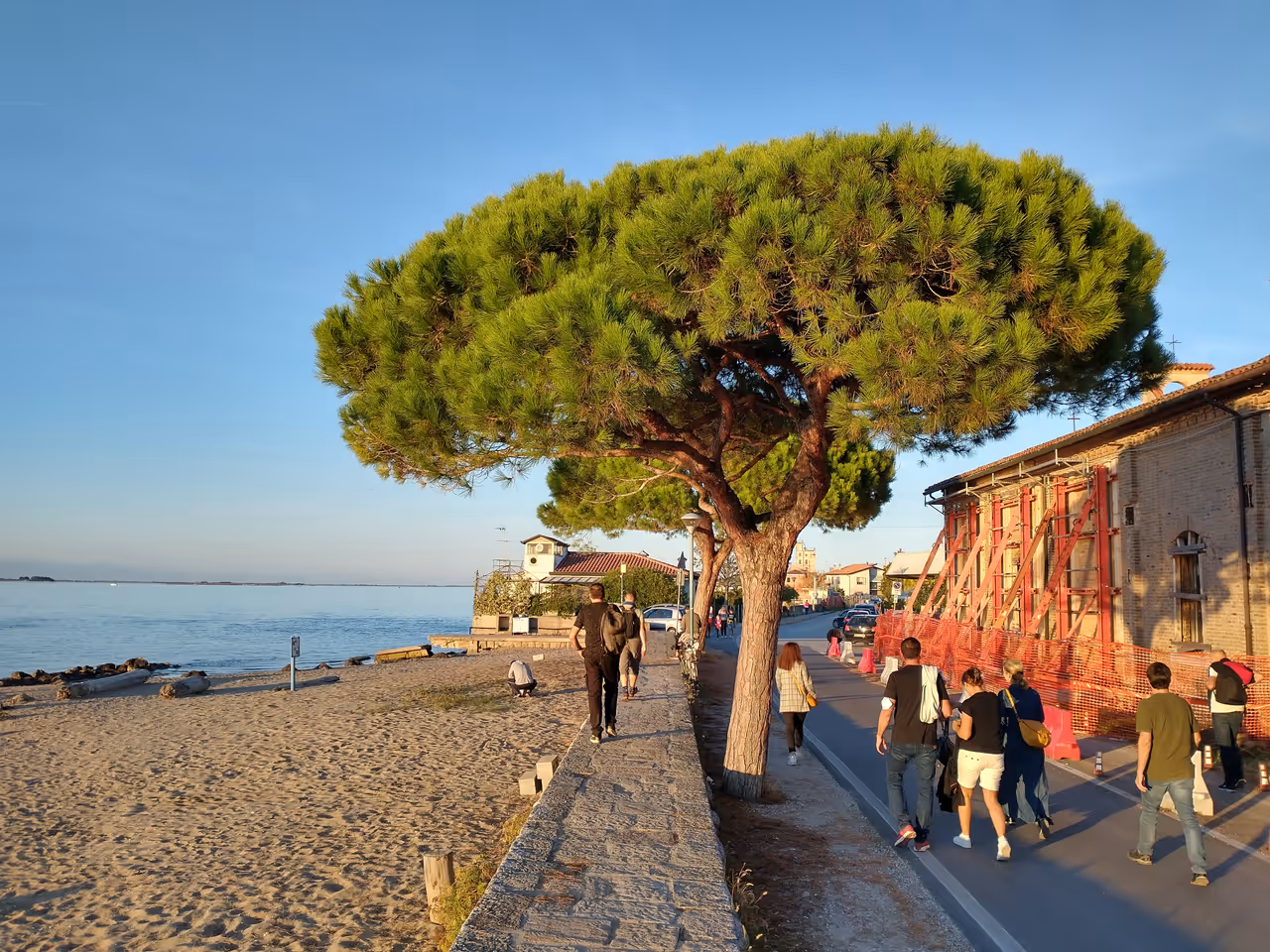 Tree next to a beach in Venice