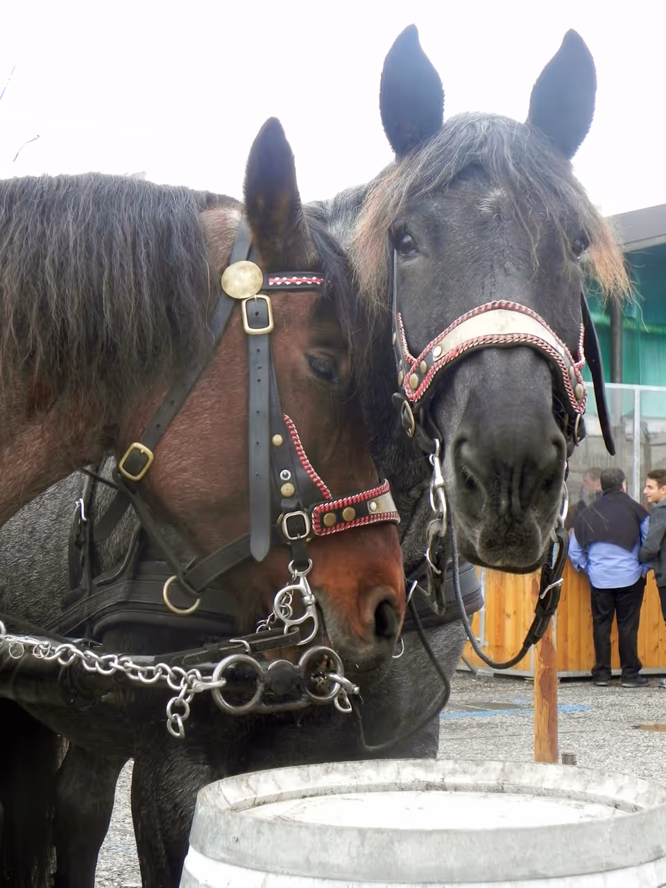 International horse fair festival in Verona