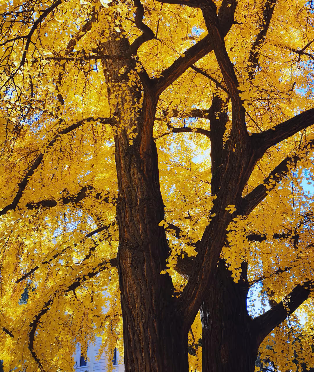 Autumn highlight in Verona