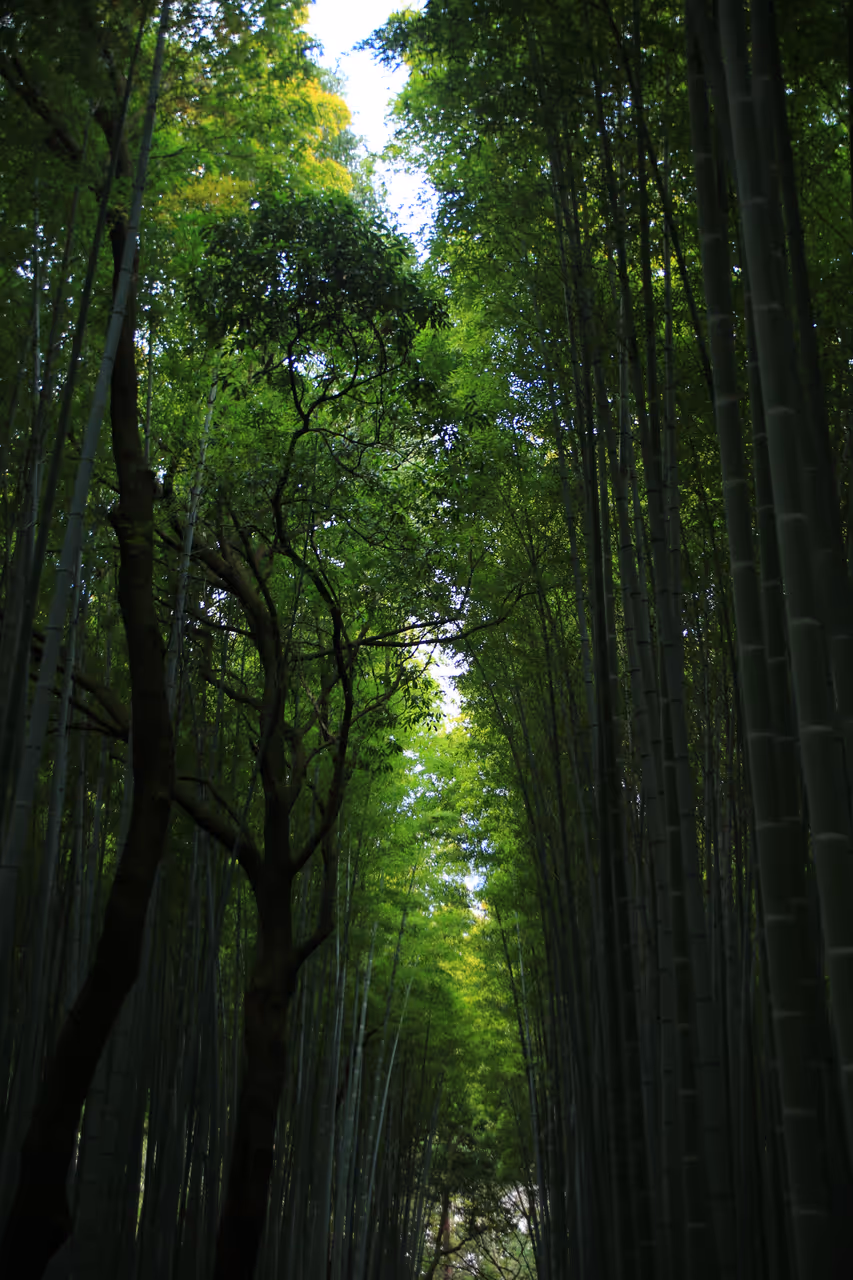 Bamboo Forest in Arashiyama, Kyoto