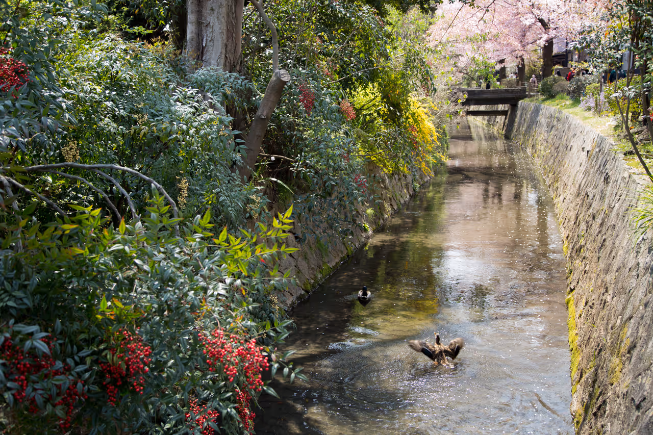 Philosopher's path walk free activity in Kyoto